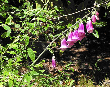 foxglove small graphic